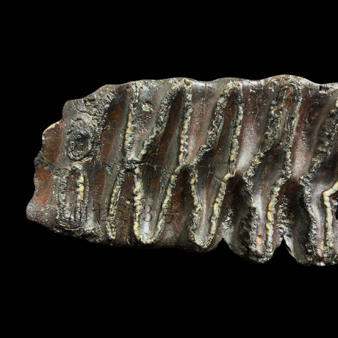 ナウマンゾウ　臼歯　化石　標本　コレクション