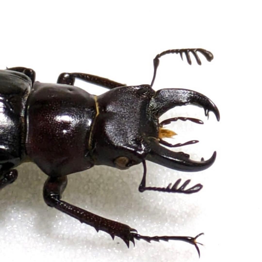【昆虫標本】ミクラミヤマクワガタ 標本 野生 ワイルド 黄紋型
