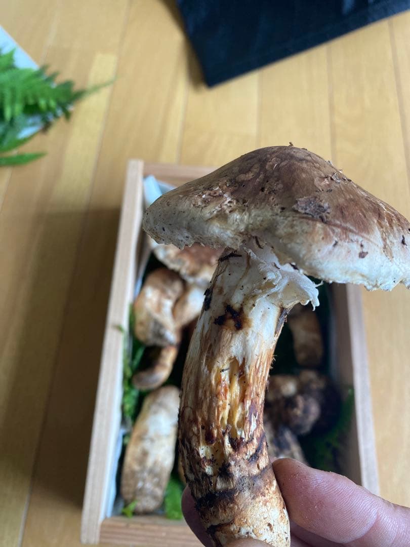 松茸 岩手県産　330g 10/11採取 マツタケ