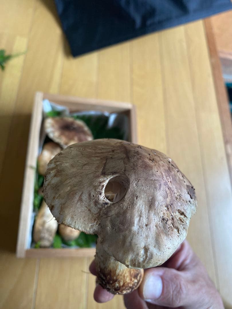 松茸 岩手県産　330g 10/11採取 マツタケ