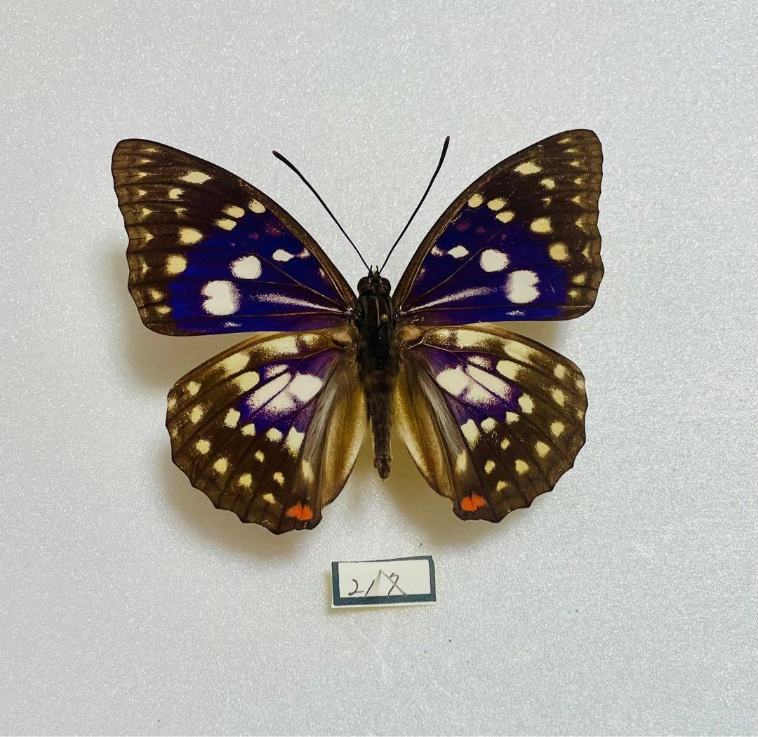 オオムラサキ（1オス・台湾産）