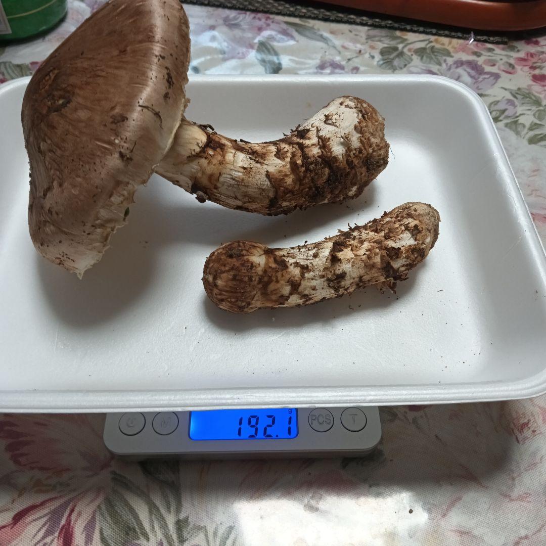 10/16三陸産朝どれマツタケ 192.1g