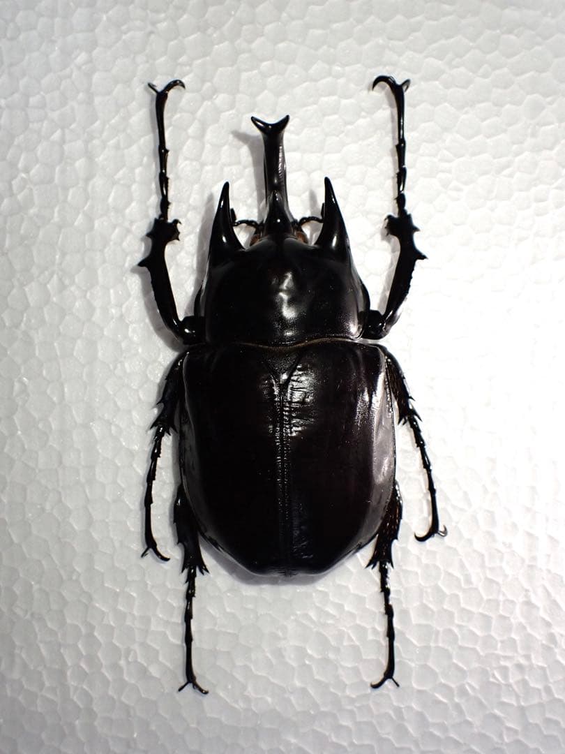 【標本】ヴァズデメロゾウカブト　ボリビア産　100.1ミリ　飼育品ＷＦ2