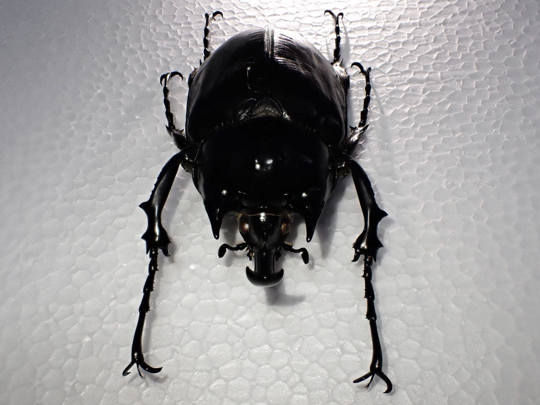 【標本】ヴァズデメロゾウカブト　ボリビア産　100.1ミリ　飼育品ＷＦ2