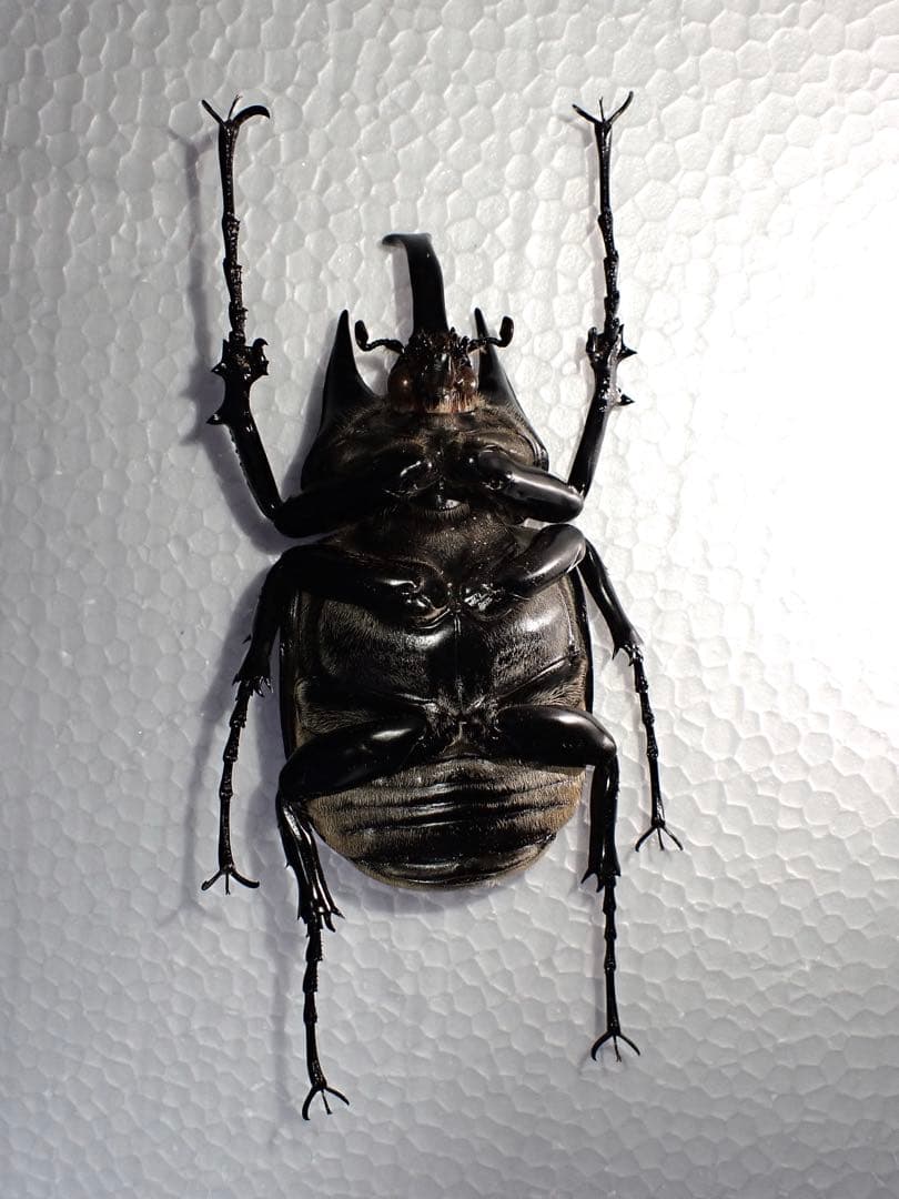 【標本】ヴァズデメロゾウカブト　ボリビア産　100.1ミリ　飼育品ＷＦ2