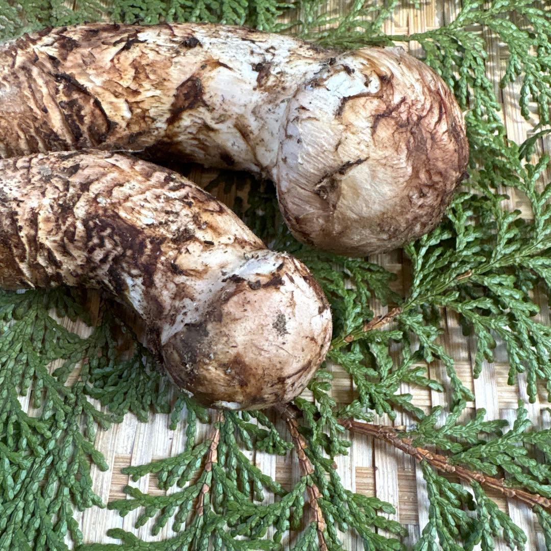 長野県南信州産‼️松茸 2本セット 101g 11/7朝採れ