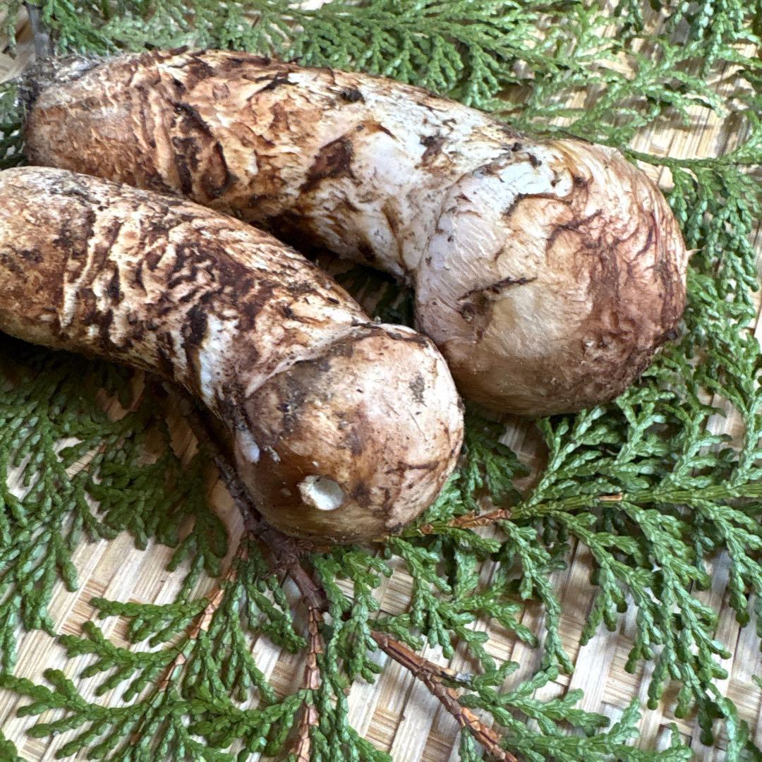 長野県南信州産‼️松茸 2本セット 101g 11/7朝採れ