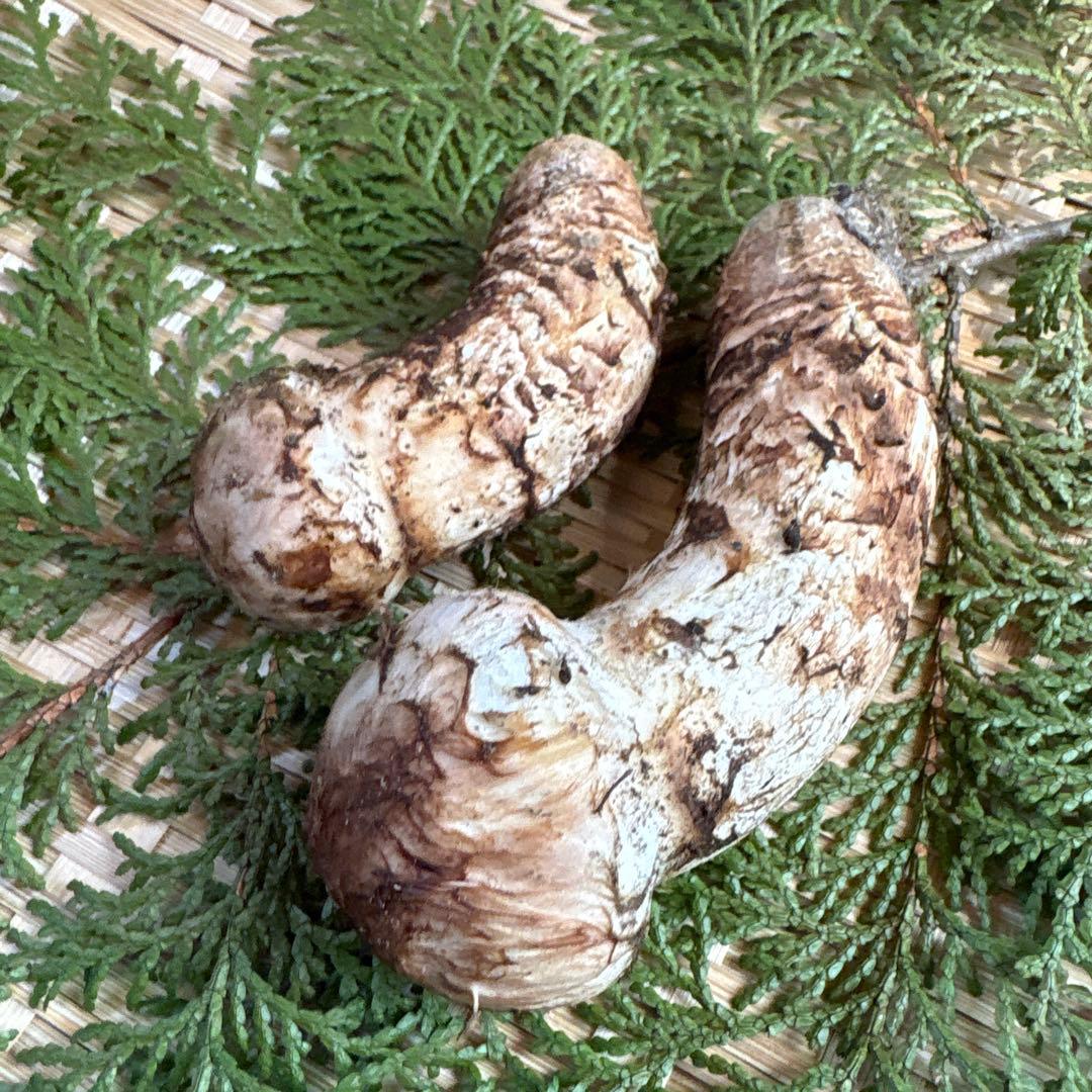 長野県南信州産‼️松茸 2本セット 101g 11/7朝採れ