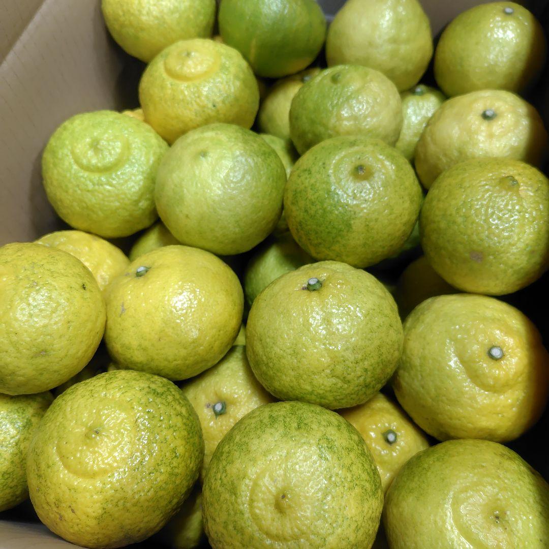 【ꕤ421】はるか『ご家庭用』熊本みかん（20kg）