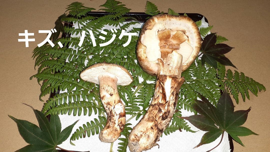 岩手県産松茸(少し訳あり)10月25日昼取れ 今シーズンラスト 冷蔵発送160g