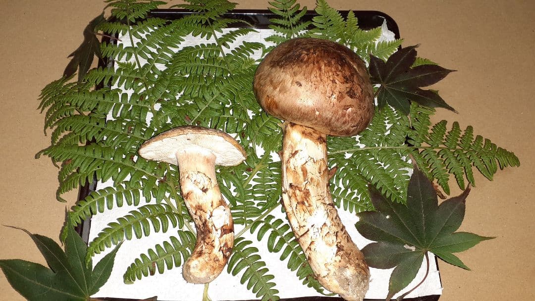 岩手県産松茸(少し訳あり)10月25日昼取れ 今シーズンラスト 冷蔵発送160g