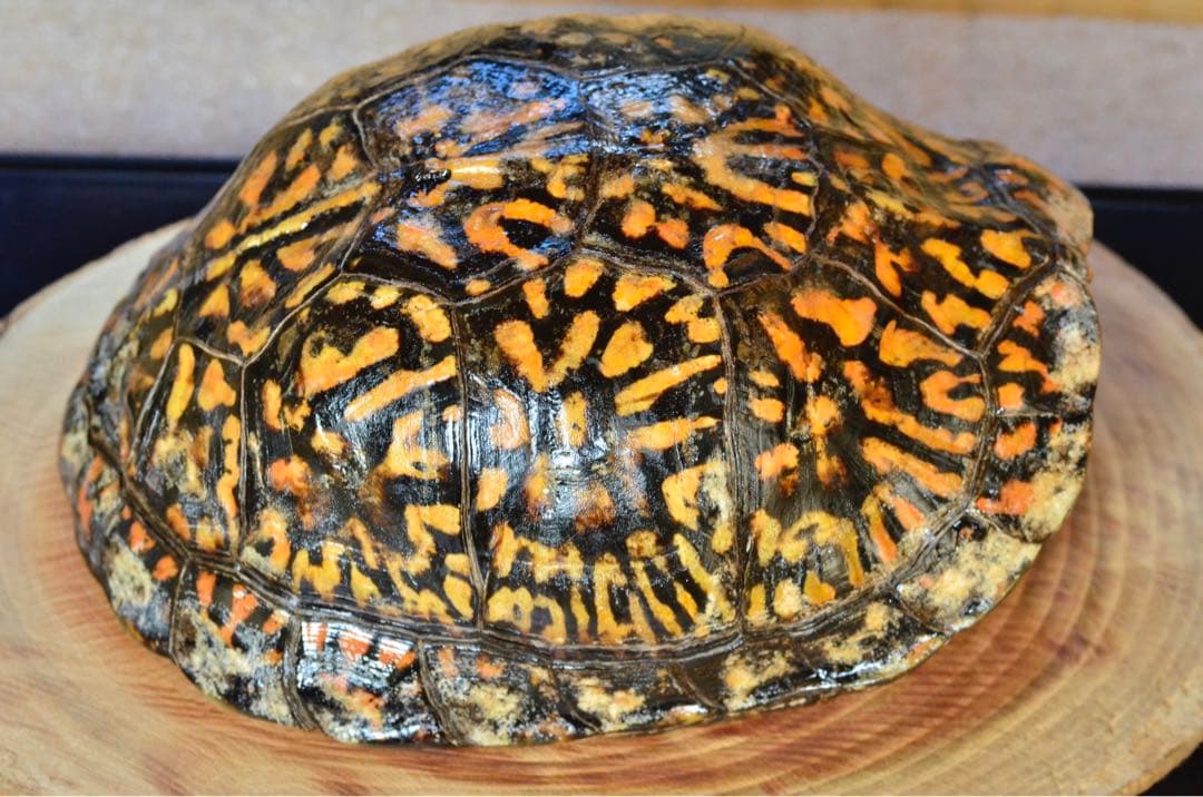 トウブハコガメ骨格標本　甲羅　フルアダルト極美　剥製　爬虫類