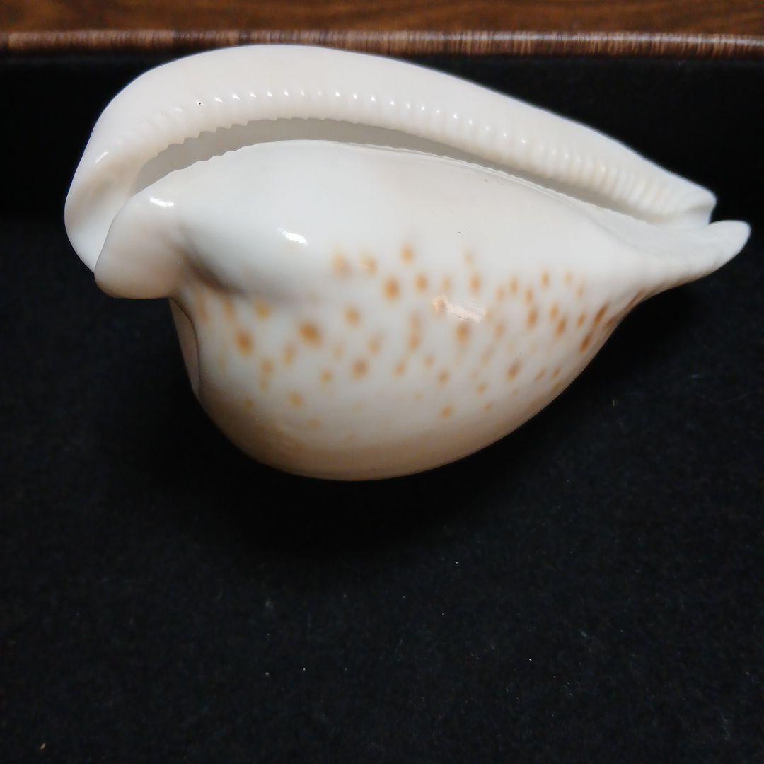 貝殻　タカラガイ約9.8cm