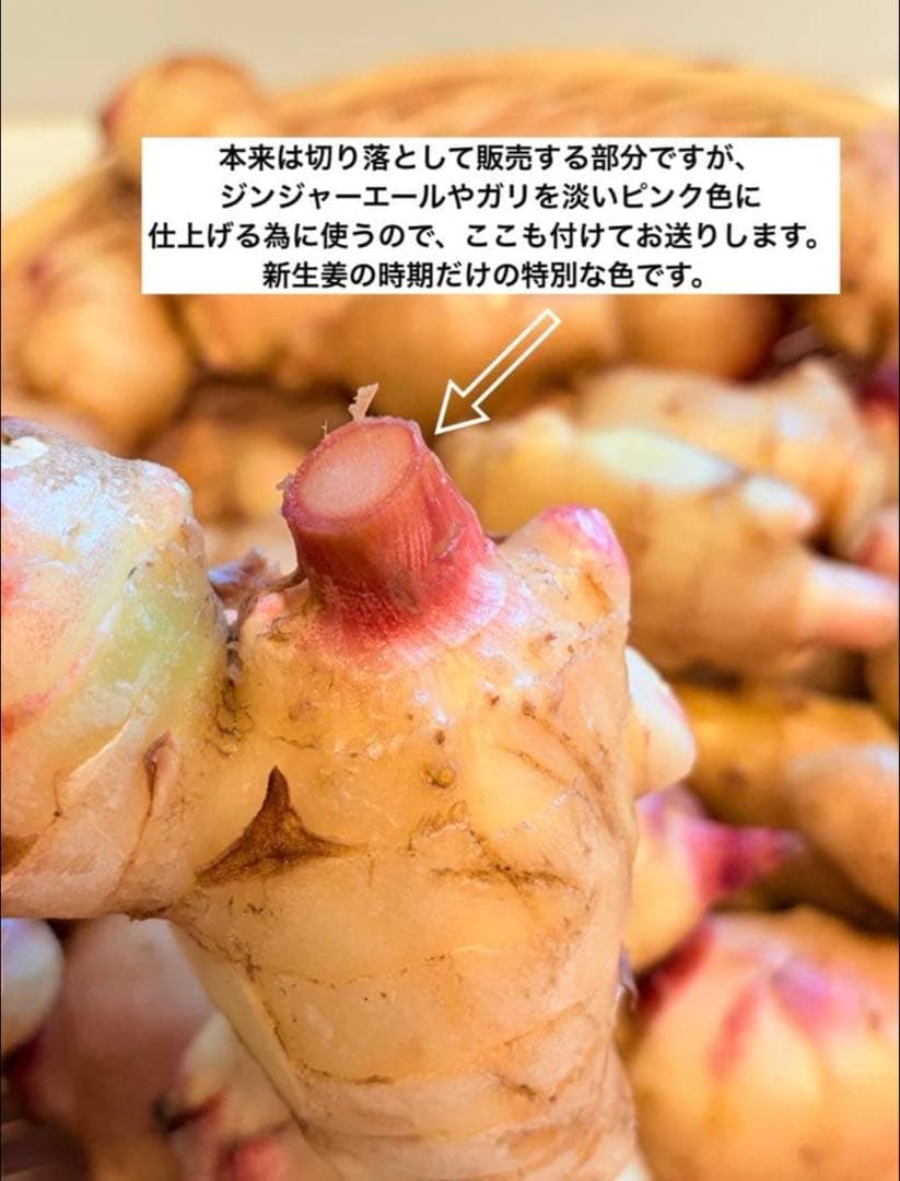 【農薬不使用】新生姜 【露地栽培】24時間以内発送 掘りたて 生姜 無農薬