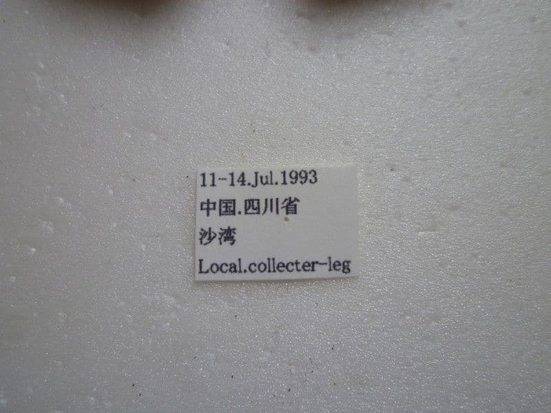 【外国産蝶標本】ナライナズマ♀/四川省.沙湾産/68.8mm