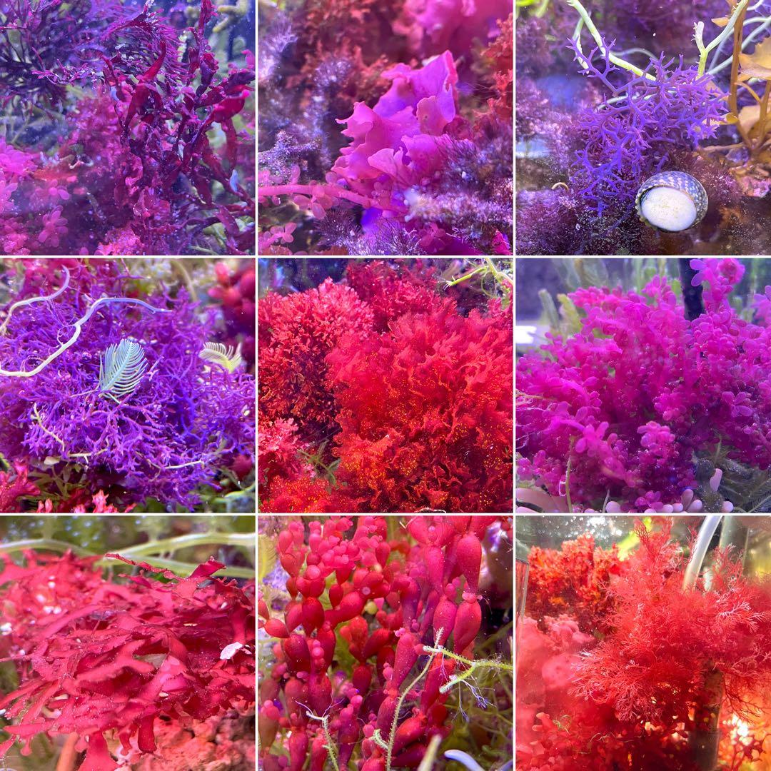 【匿名・宅急便】　赤色海藻詰め合わせ②　紅藻　+ 褐藻　緑藻