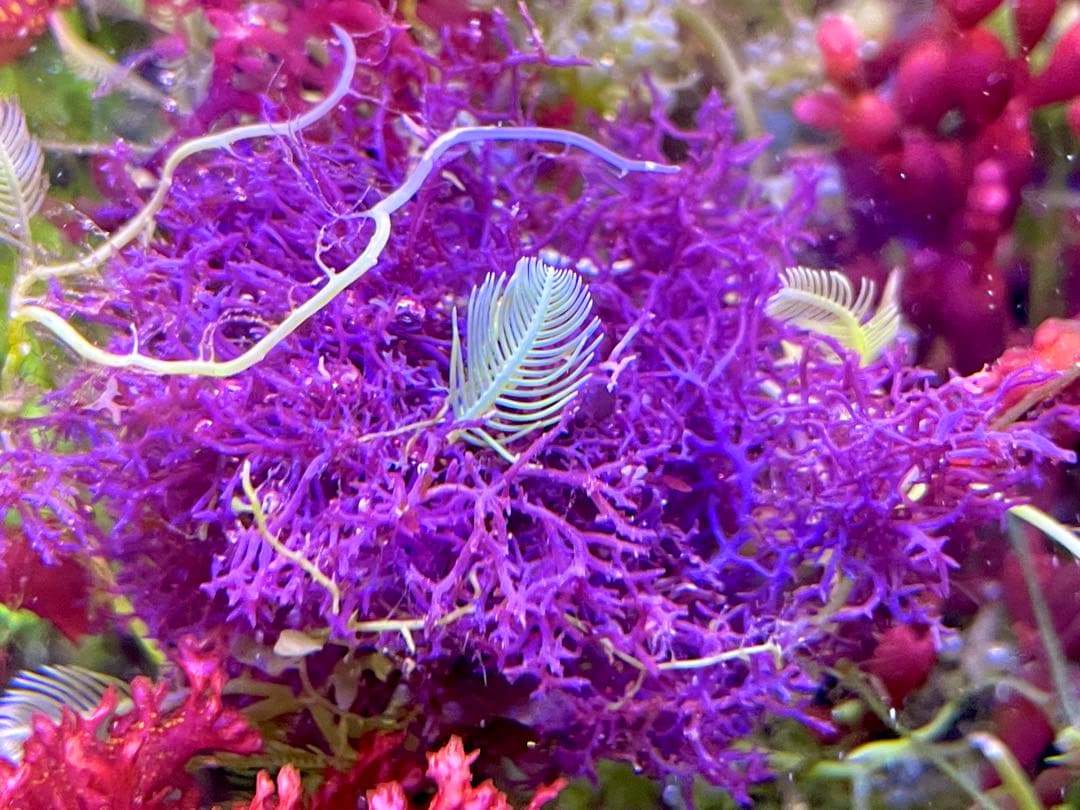 【匿名・宅急便】　赤色海藻詰め合わせ②　紅藻　+ 褐藻　緑藻