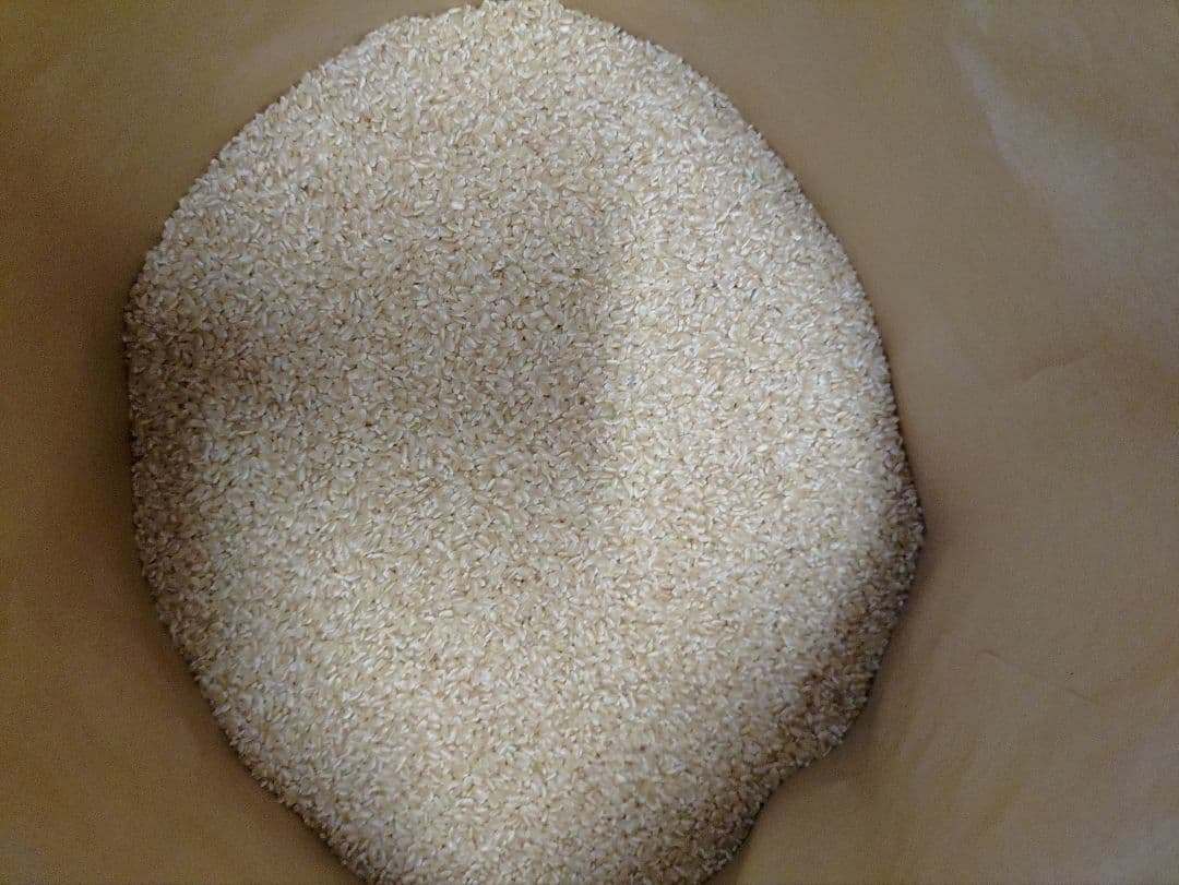 ヒノヒカリ 10kg 令和6年産 数量限定