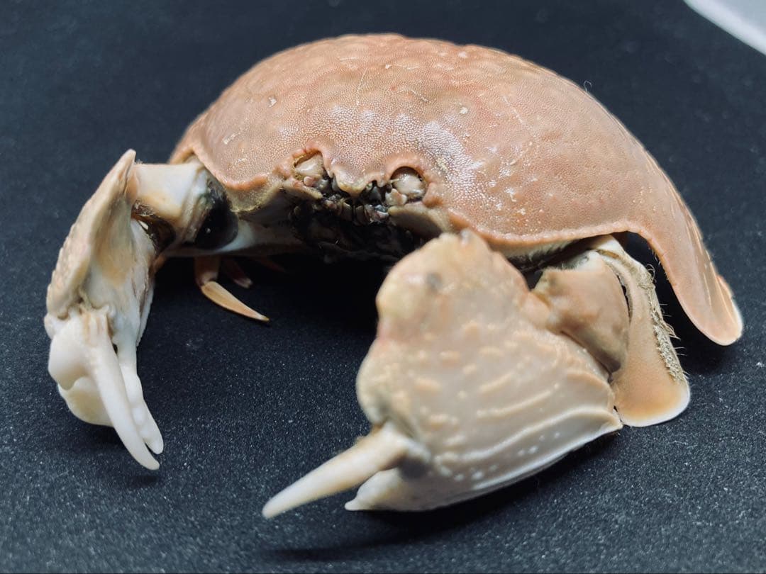 マルソデカラッパ 乾燥標本③カラッパ　カニ 標本