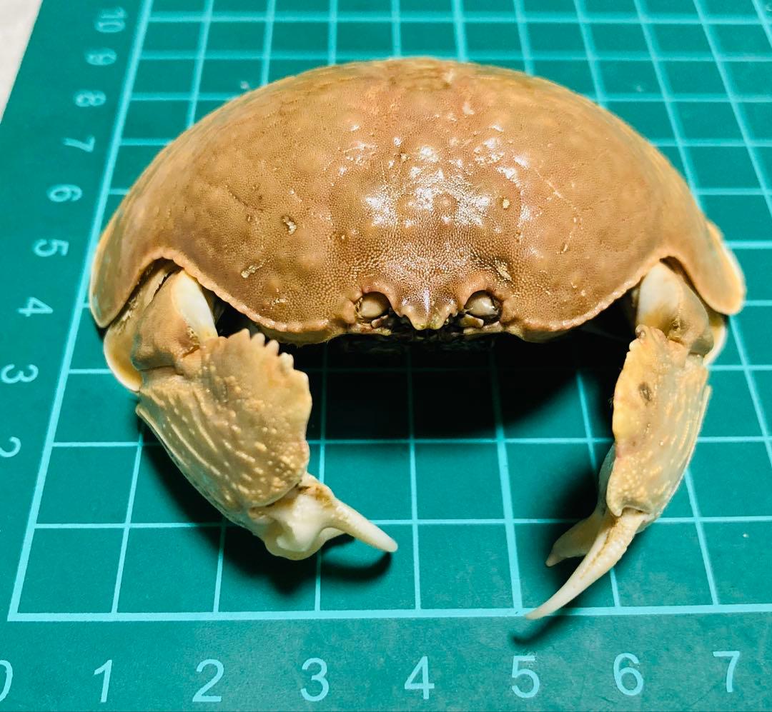 マルソデカラッパ 乾燥標本③カラッパ　カニ 標本