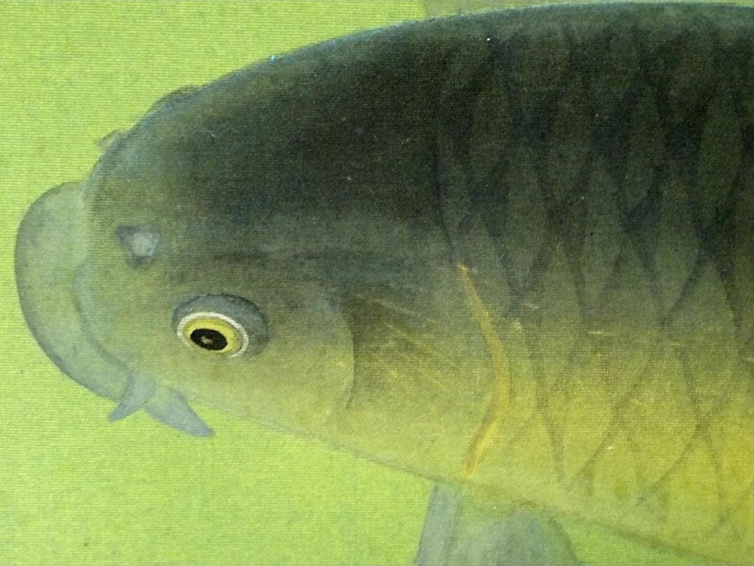 【真作】掛軸 奥村玲瓏『鯉図』絹本 肉筆 共箱付 掛け軸 a091615