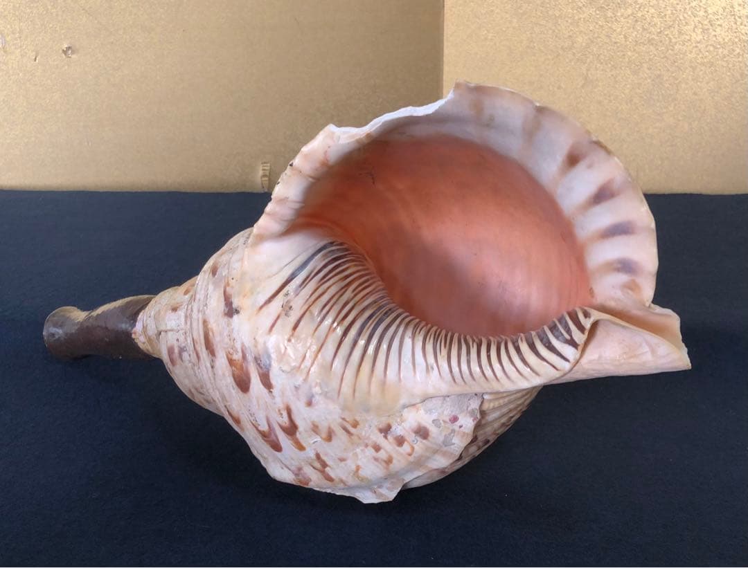 《R》法螺貝 ホラ貝 山伏 法具 和楽器 全長約39㎝　260105か4