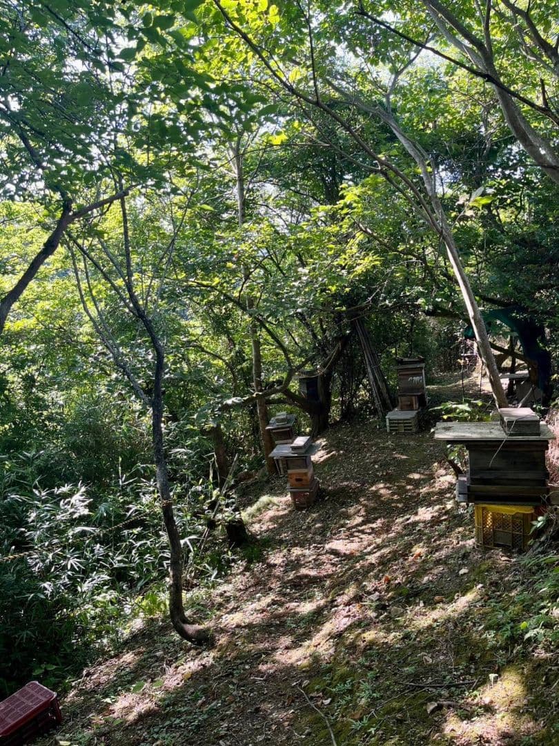 熟成1・2年フレッシュ日本蜜蜂はちみつ(Y1Y2)(S2Y1)(S3Y0)セット