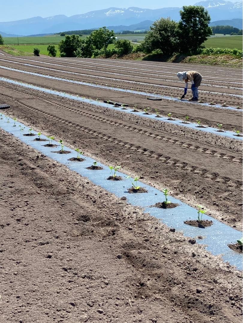 北海道産！かぼちゃ7玉入り 10kg！ ブラックのジョー！