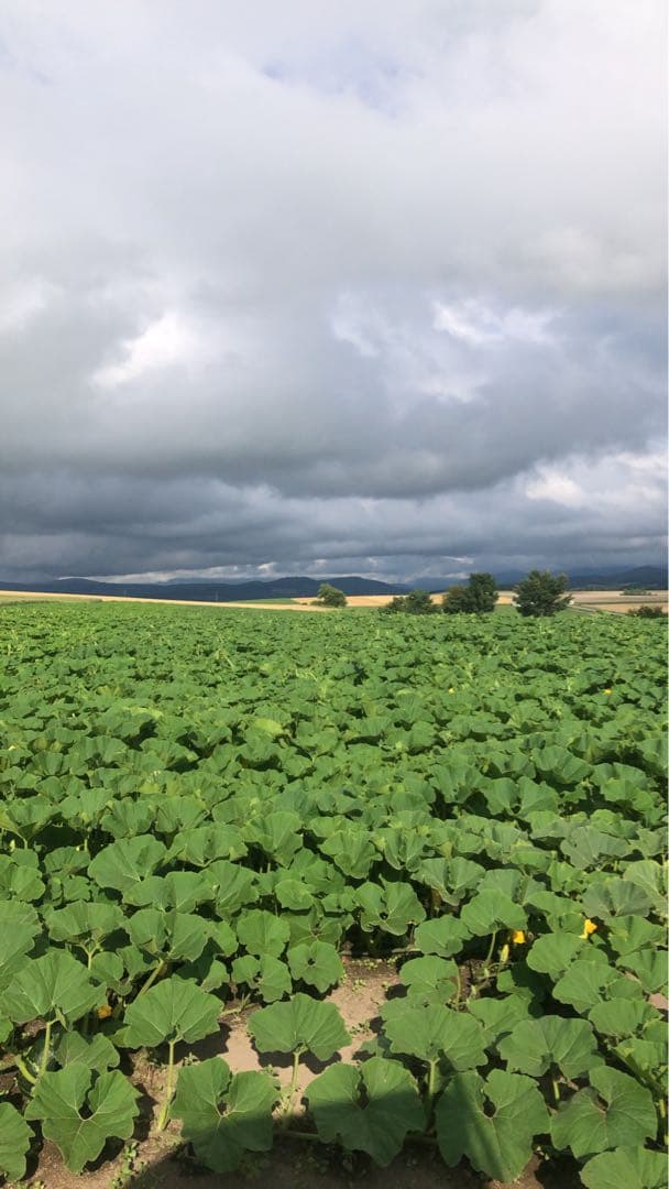 北海道産！かぼちゃ7玉入り 10kg！ ブラックのジョー！