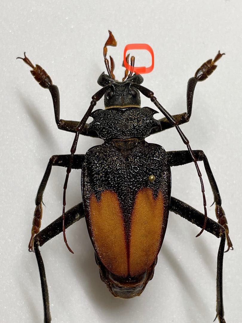 南アメリカのオニカミキリの1種・ペア