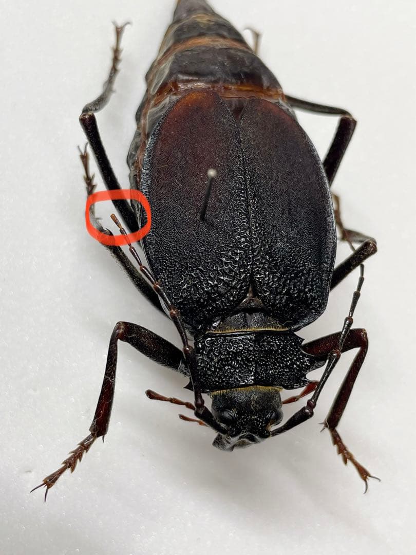 南アメリカのオニカミキリの1種・ペア