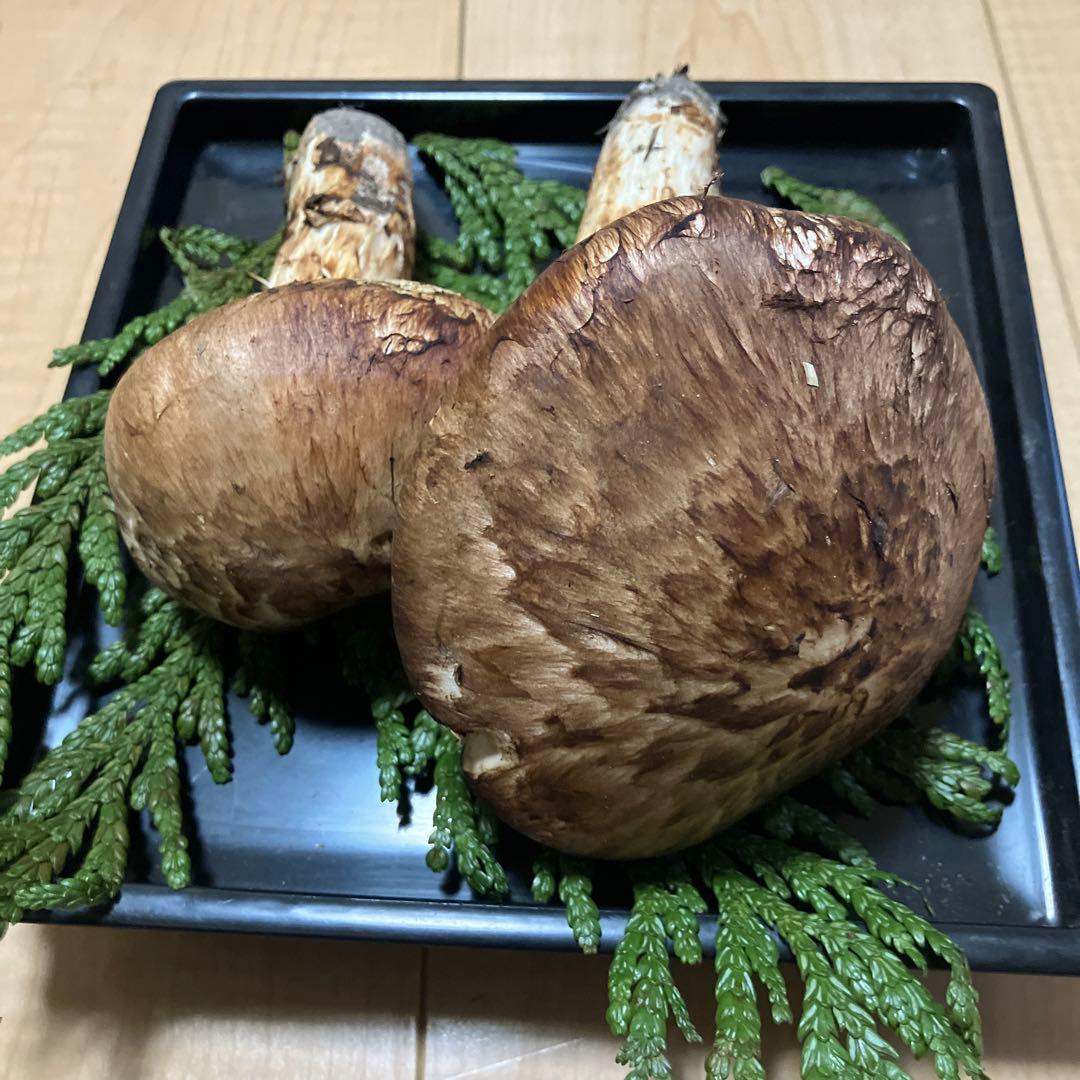 北海道産❗️天然松茸❗️美品❗️225g❗️終盤‼️