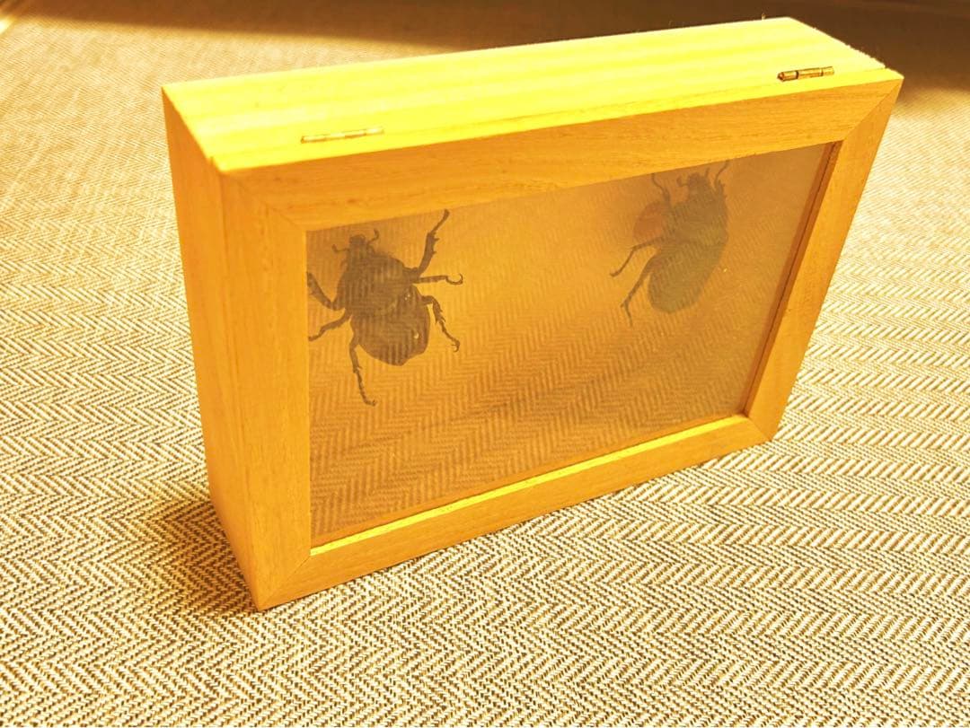 カブトムシ　オス　メス　標本　ケース付き　早い者勝ち！