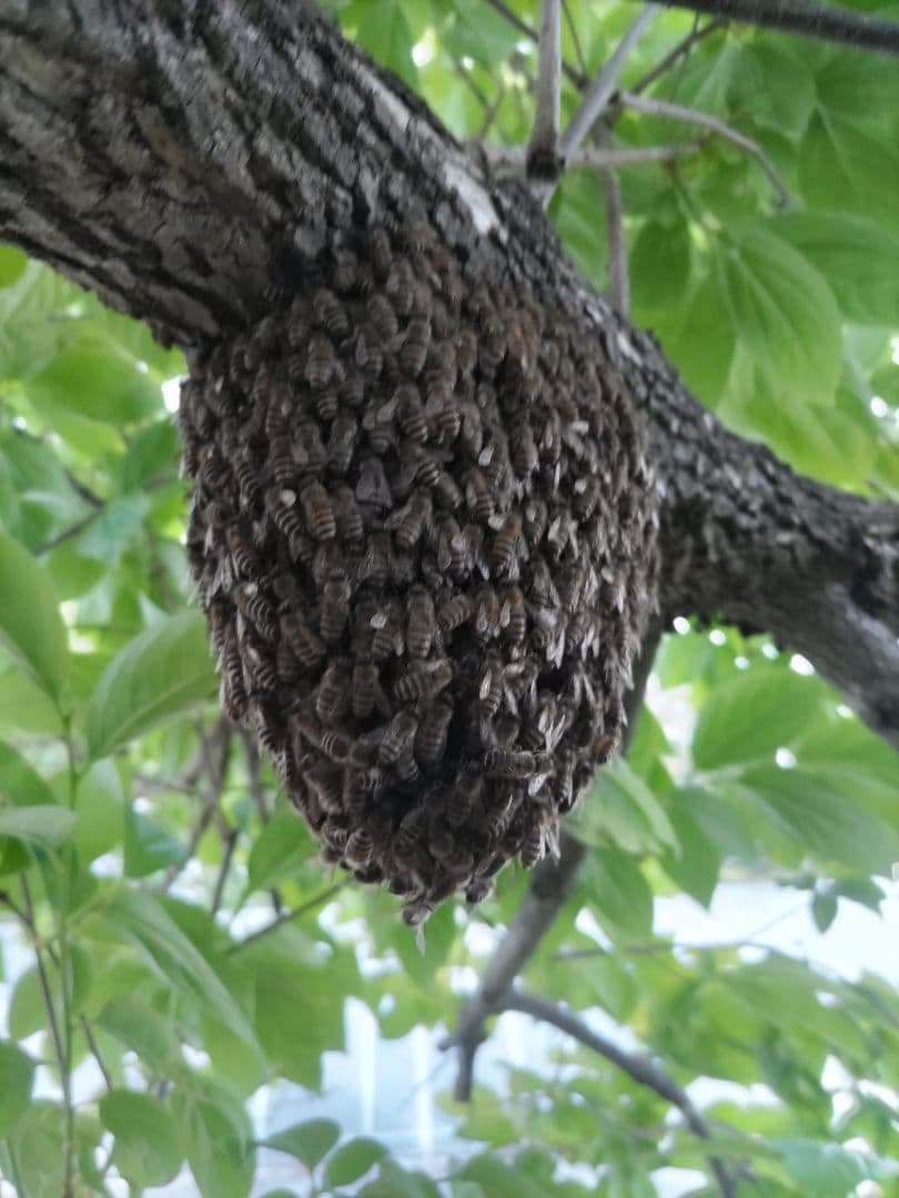 「だいねいちゃん専用」令和７年新蜜　日本みつばちの百花蜜（１年物）550ｇ✕4本