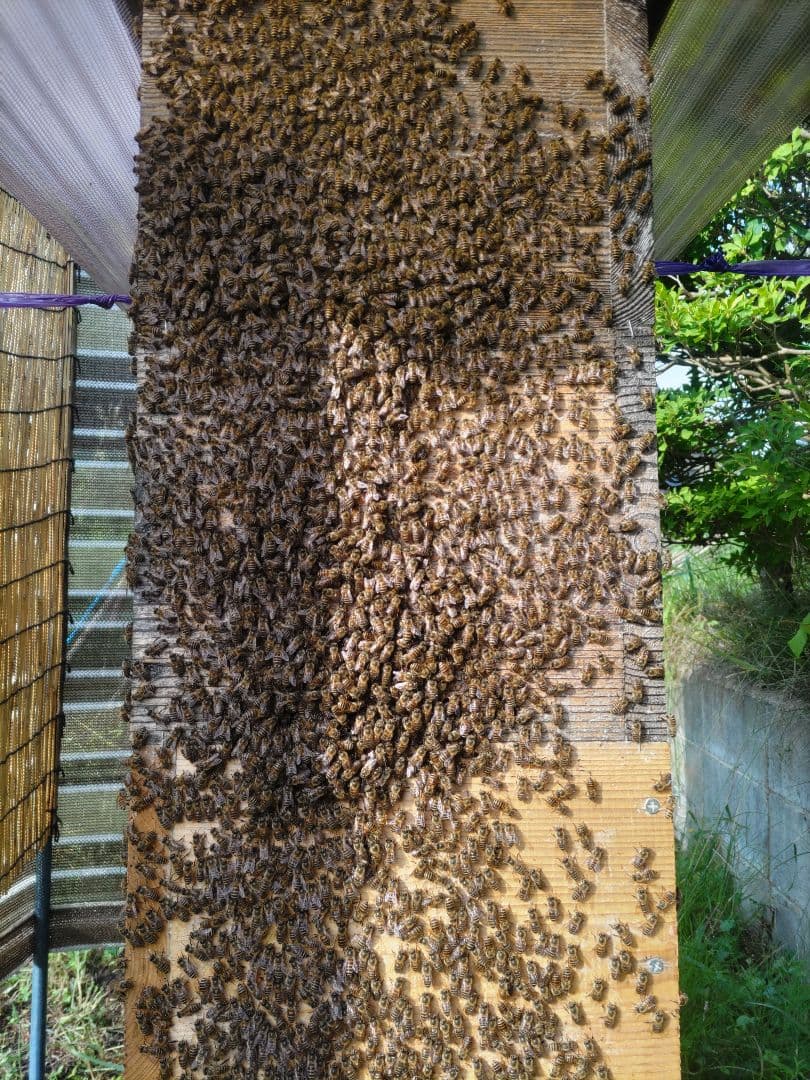 「だいねいちゃん専用」令和７年新蜜　日本みつばちの百花蜜（１年物）550ｇ✕4本