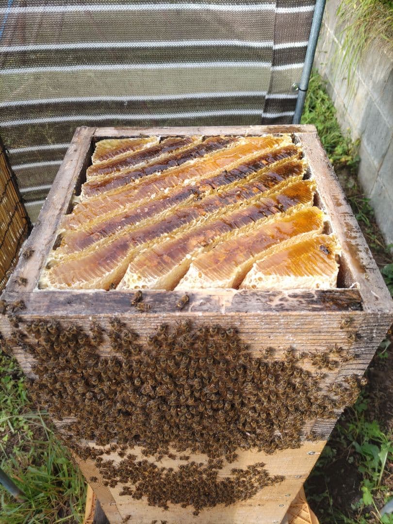 「だいねいちゃん専用」令和７年新蜜　日本みつばちの百花蜜（１年物）550ｇ✕4本