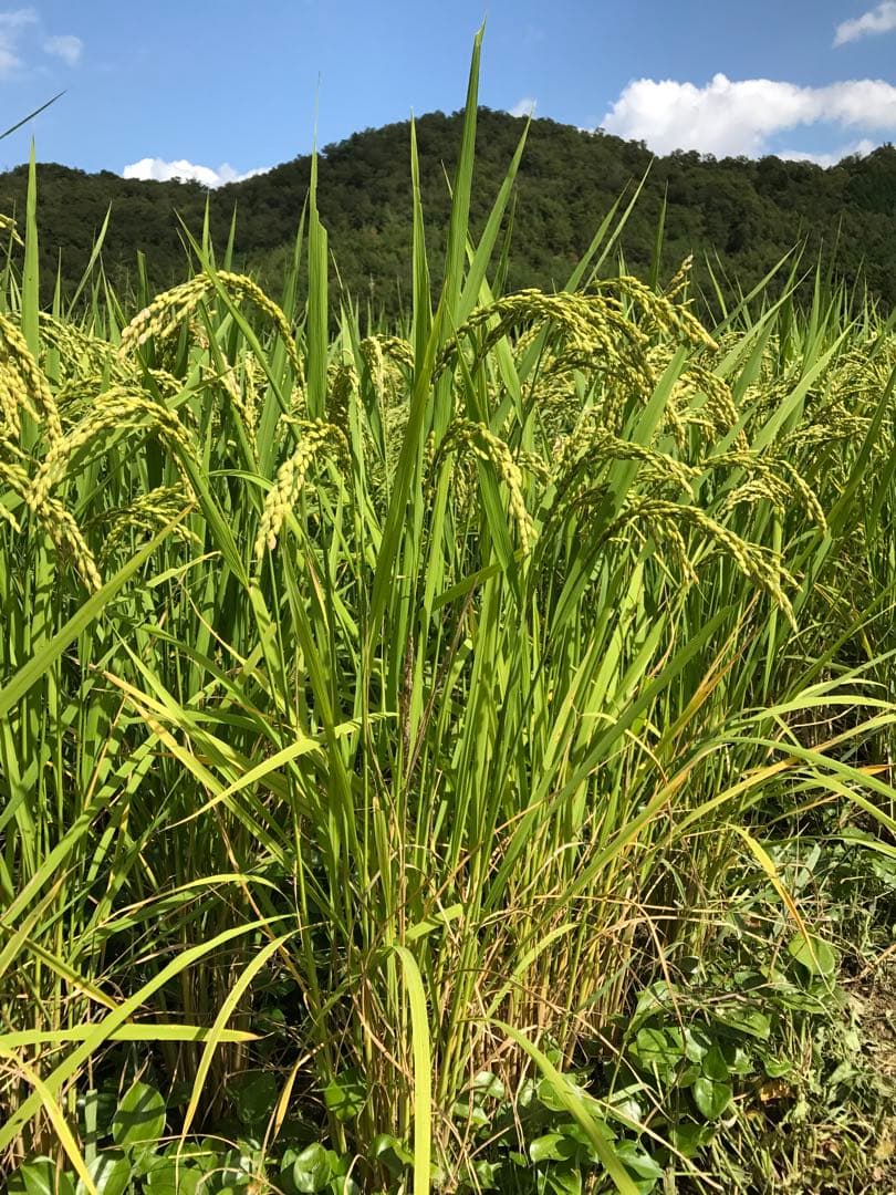 Natural farming 自然栽培玄米 長岡式酵素玄米 食養ご飯 自然療法