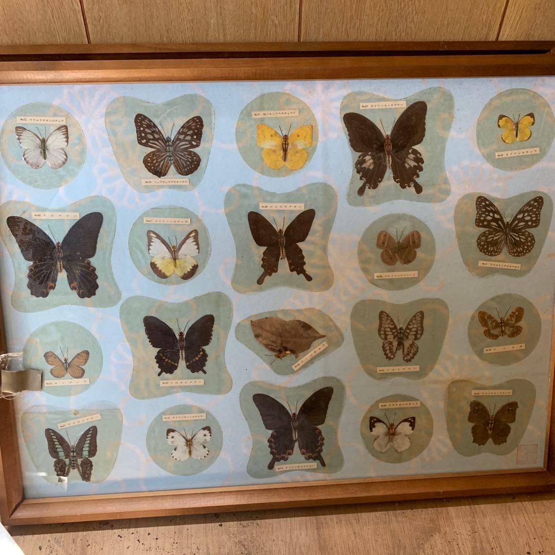 蝶の標本 複数額装