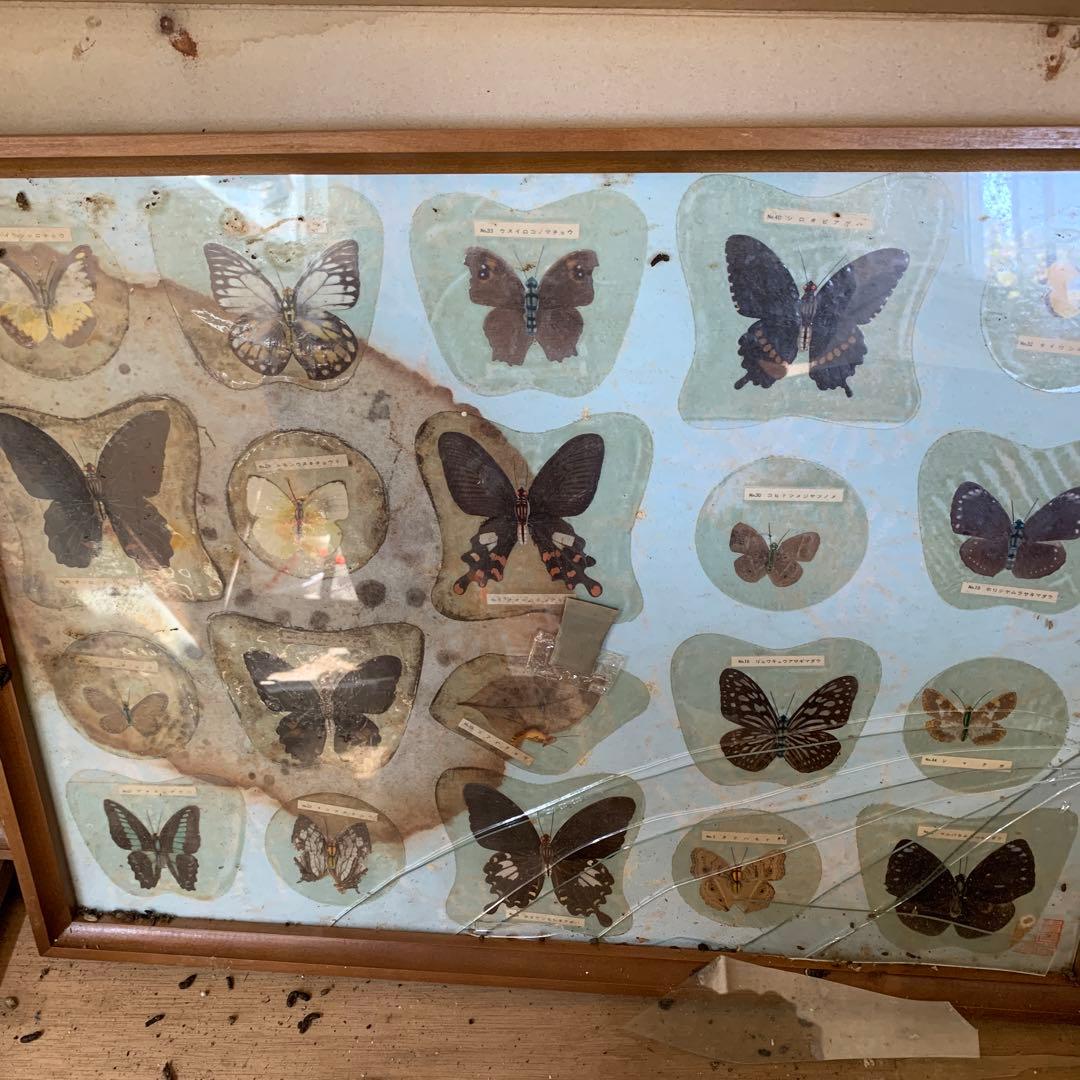 蝶の標本 複数額装