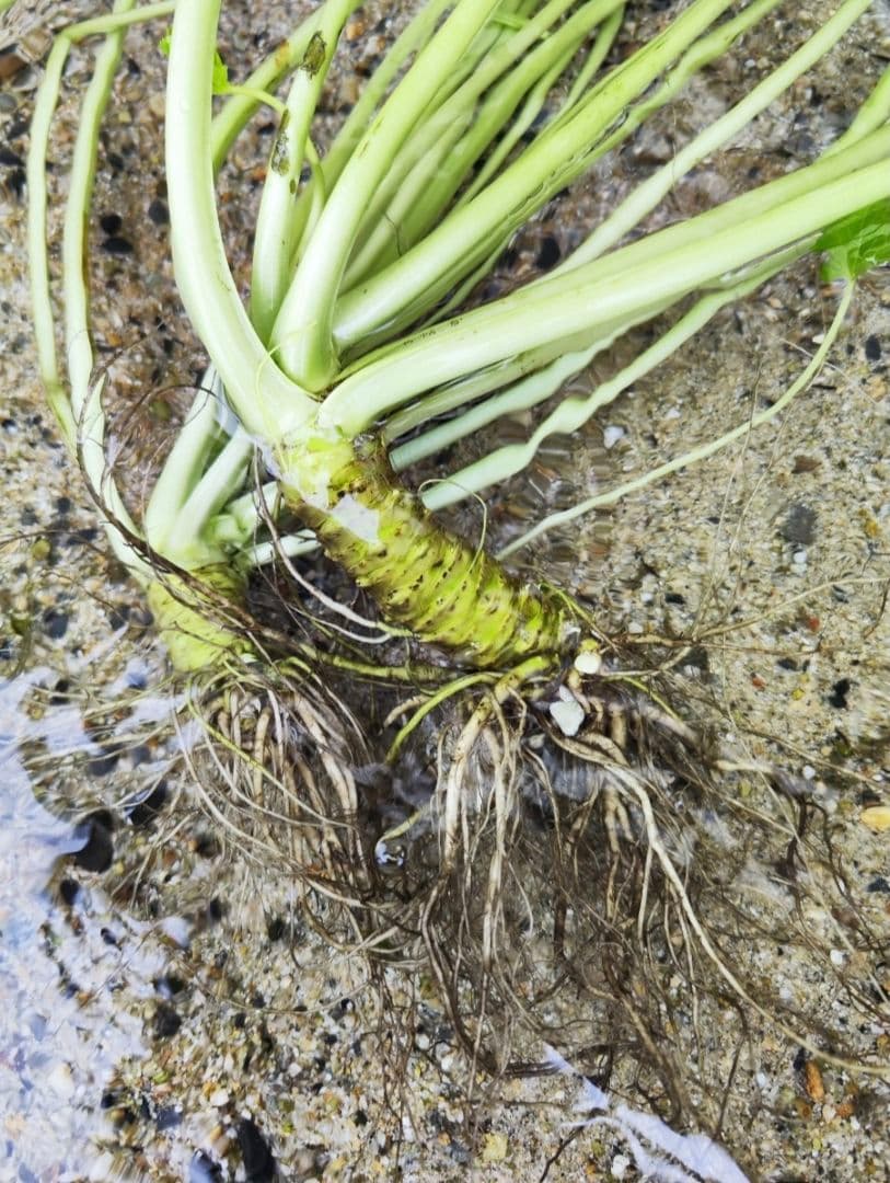 【別注】1.5kg 安曇野産 生わさび わさび 茎付きわさび