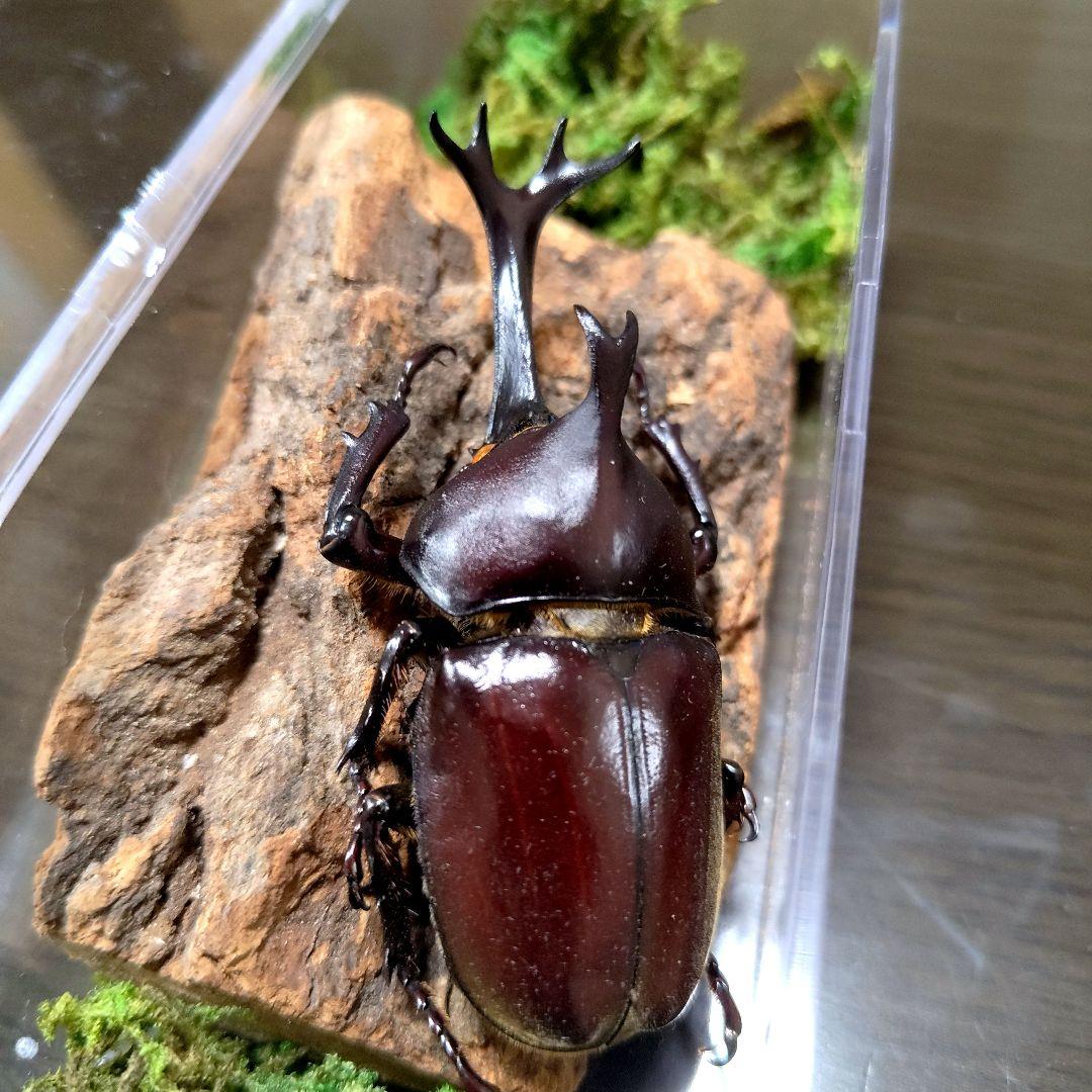野生極美特大超巨大頭角19.7mm体長80mmぐらい黒ブラックカブトムシ昆虫標本