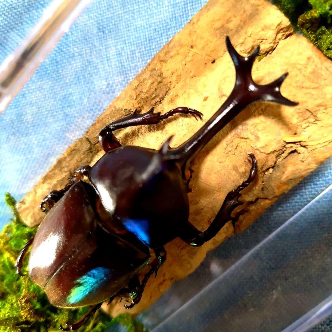 野生極美特大超巨大頭角19.7mm体長80mmぐらい黒ブラックカブトムシ昆虫標本