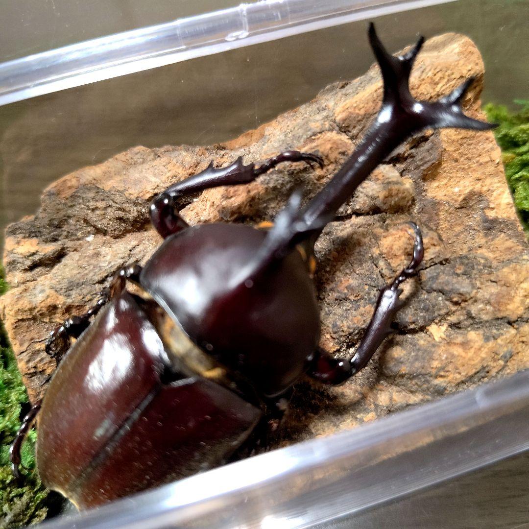 野生極美特大超巨大頭角19.7mm体長80mmぐらい黒ブラックカブトムシ昆虫標本