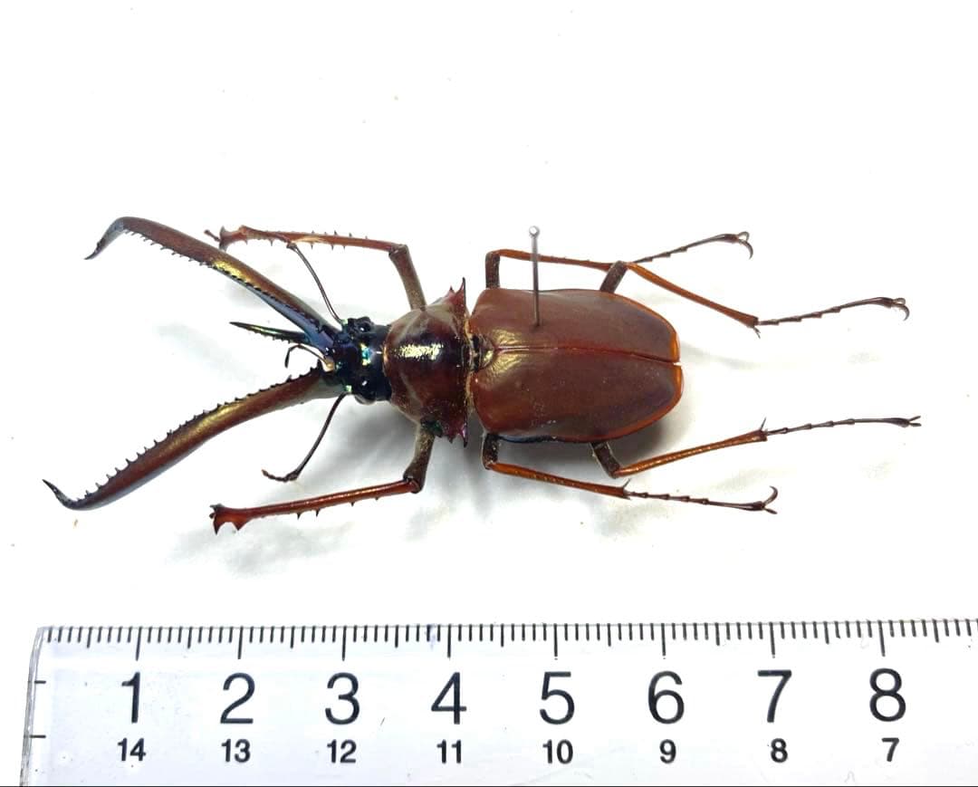 チリクワガタ♂ 約57ミリ