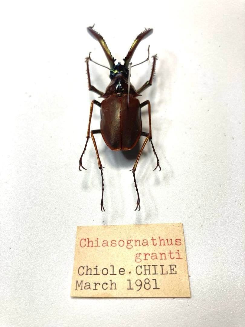 チリクワガタ♂ 約57ミリ