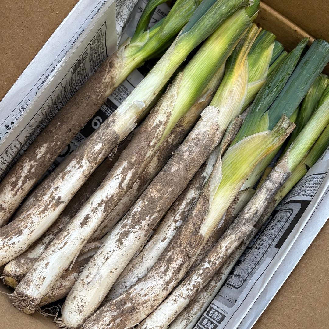 寒さで甘みが増しました！ 信州の伝統野菜「松代一本ねぎ」土つき・泥つき10kg