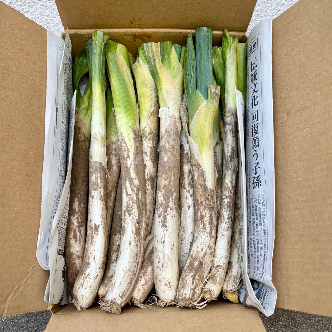 寒さで甘みが増しました！ 信州の伝統野菜「松代一本ねぎ」土つき・泥つき10kg