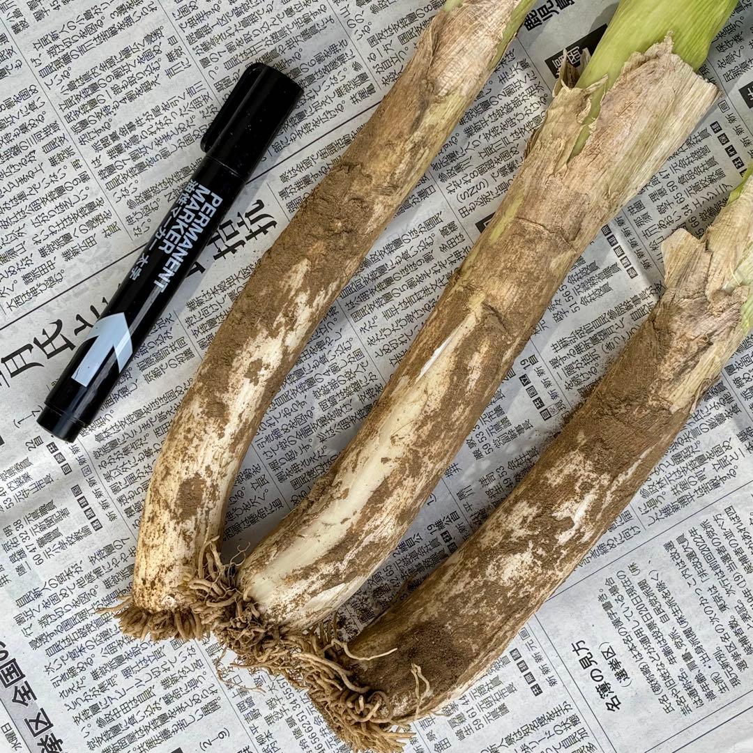 寒さで甘みが増しました！ 信州の伝統野菜「松代一本ねぎ」土つき・泥つき10kg