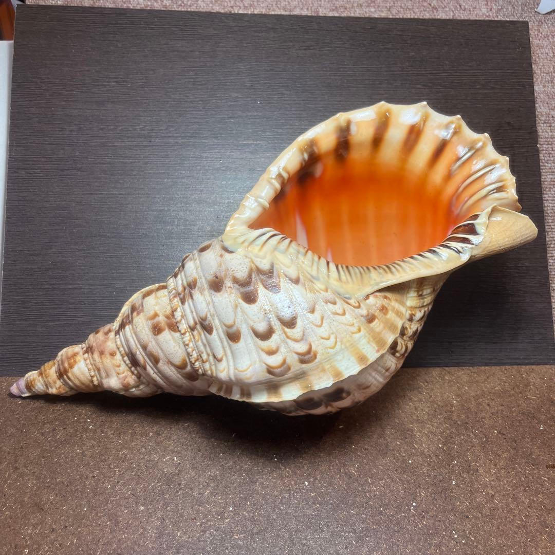 激レア　長崎県産　法螺貝　ホラガイ