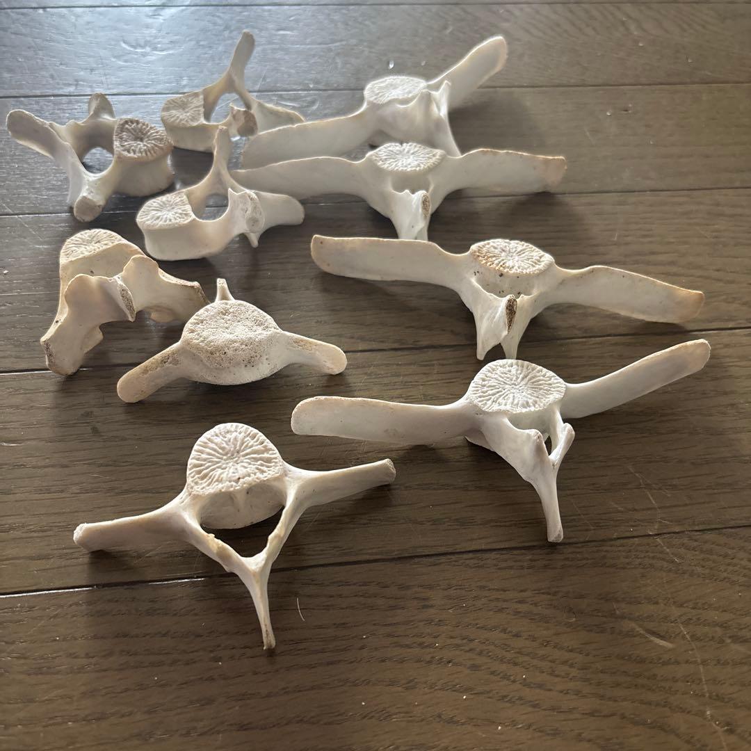 【希少】値下げ！イルカ　スナメリ10本セット　背骨　椎骨　標本　骨格標本